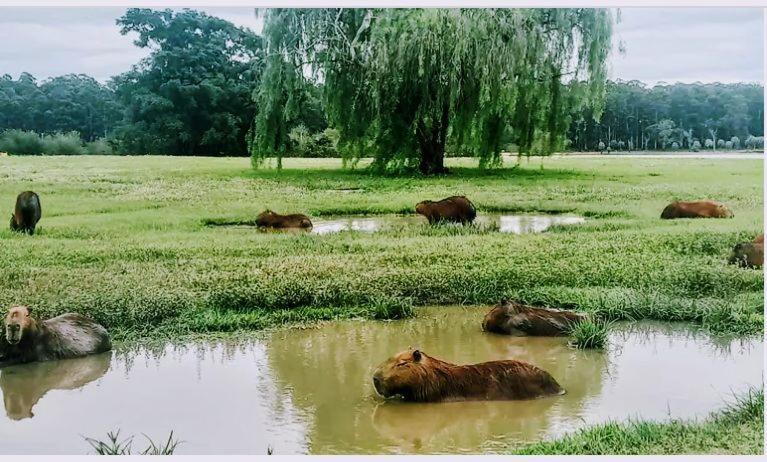 Monoambiente Blanca Daire Concordia Dış mekan fotoğraf